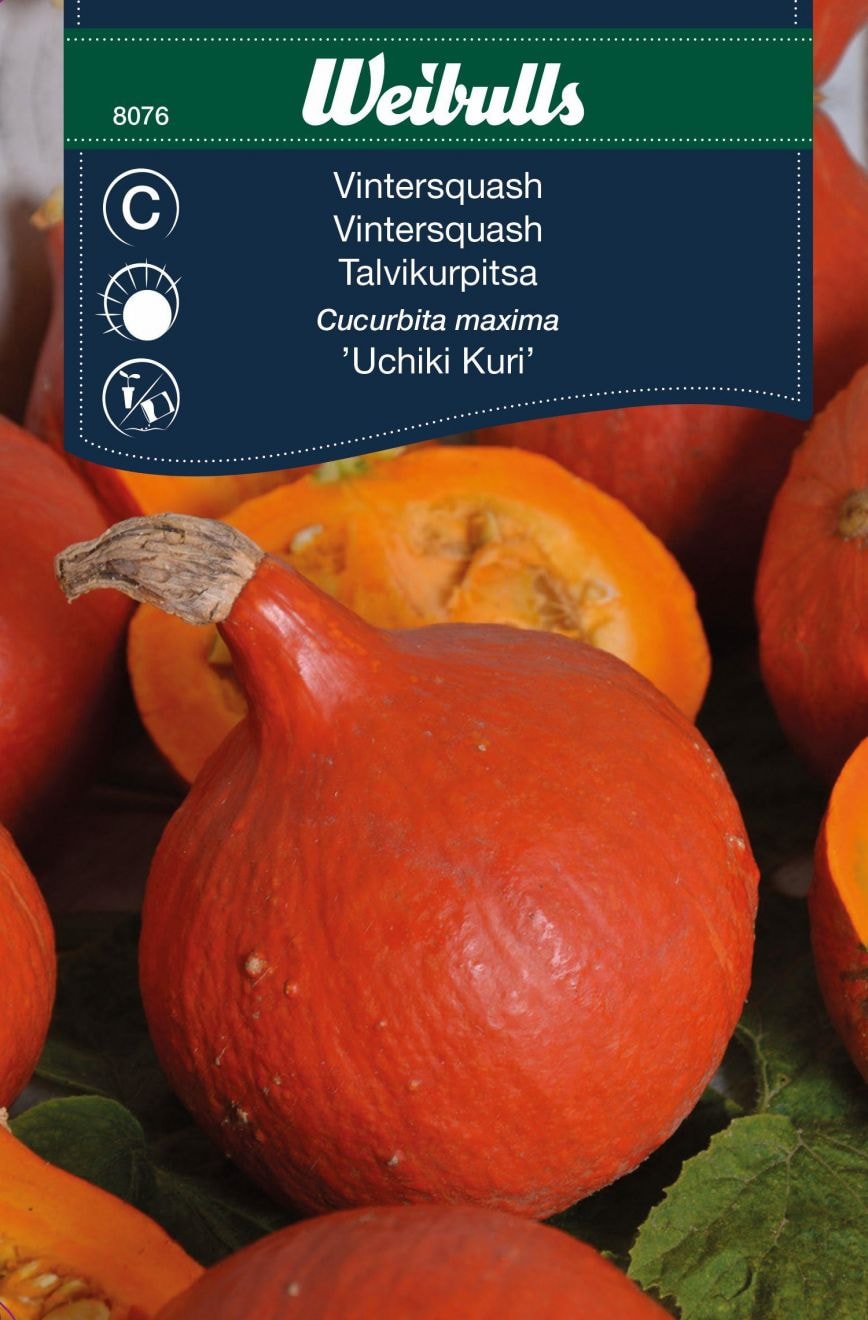 Weibulls Kurpitsa, Uchiki Kuri