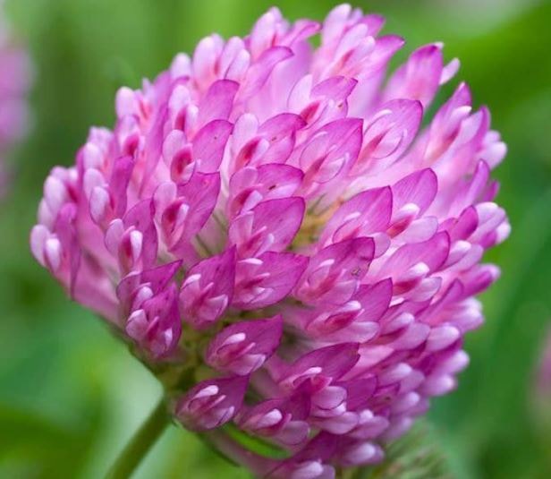 Rödklöver Rozeta 5 kg