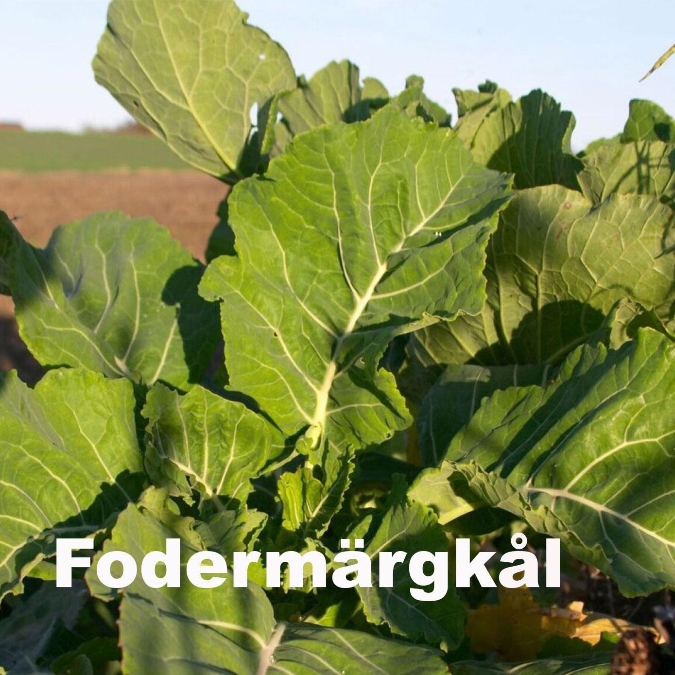 Fodermärgkål Pavla 1 kg