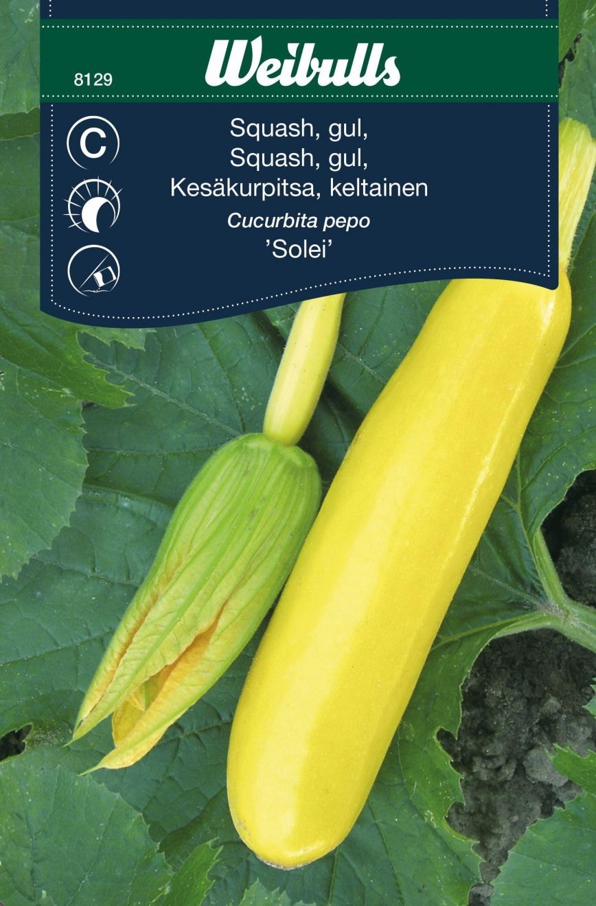 Weibulls Squash 'Solei' Frö