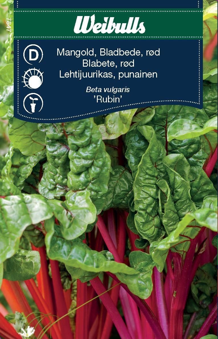 Weibulls Mangold, röd Rubin Frö