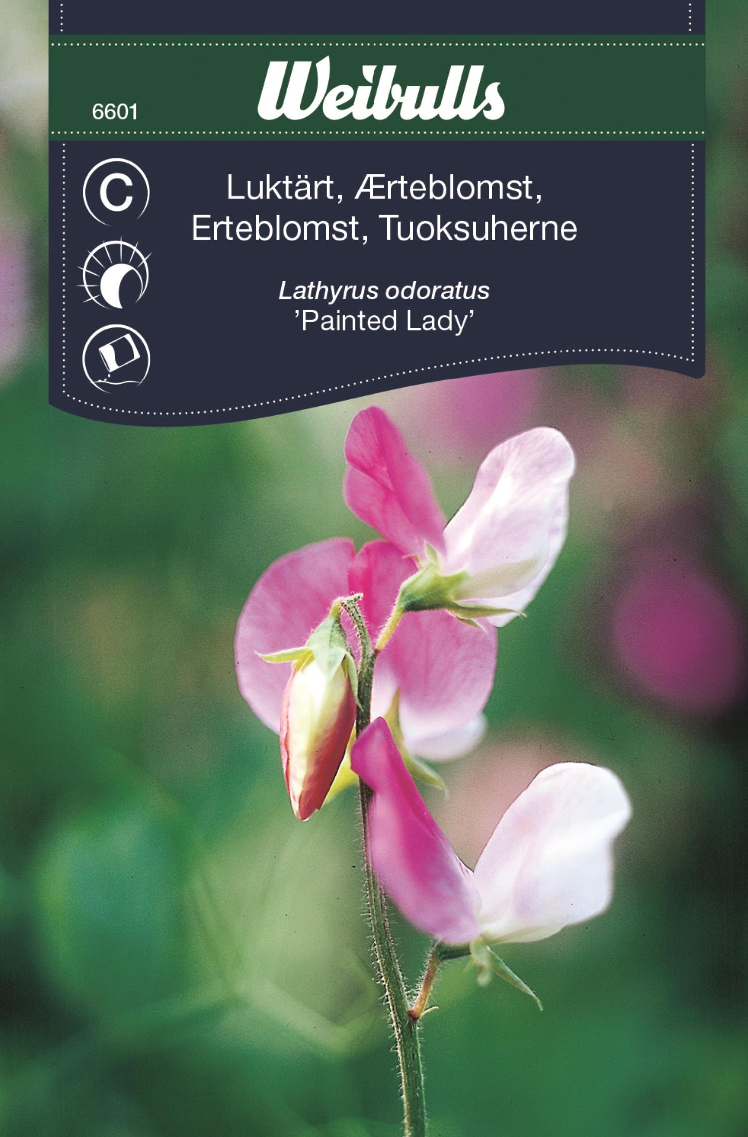 Weibulls Luktärt Painted Lady