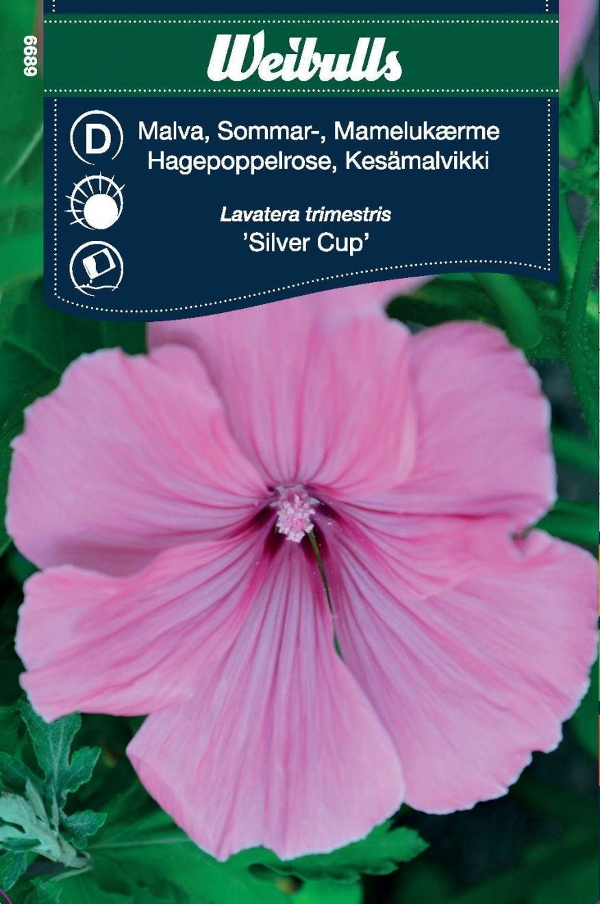 Weibulls Malva Silver Cup kesä