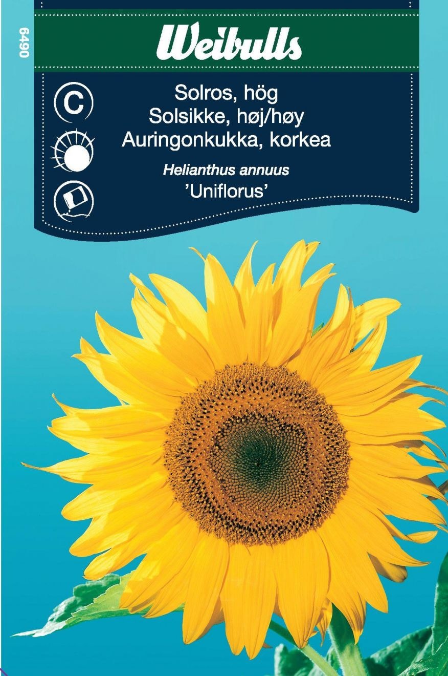 Weibulls Solros uniflorus Frö
