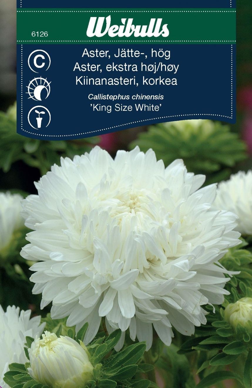 Weibulls Kiinanasteri Valkoinen "King Size White"