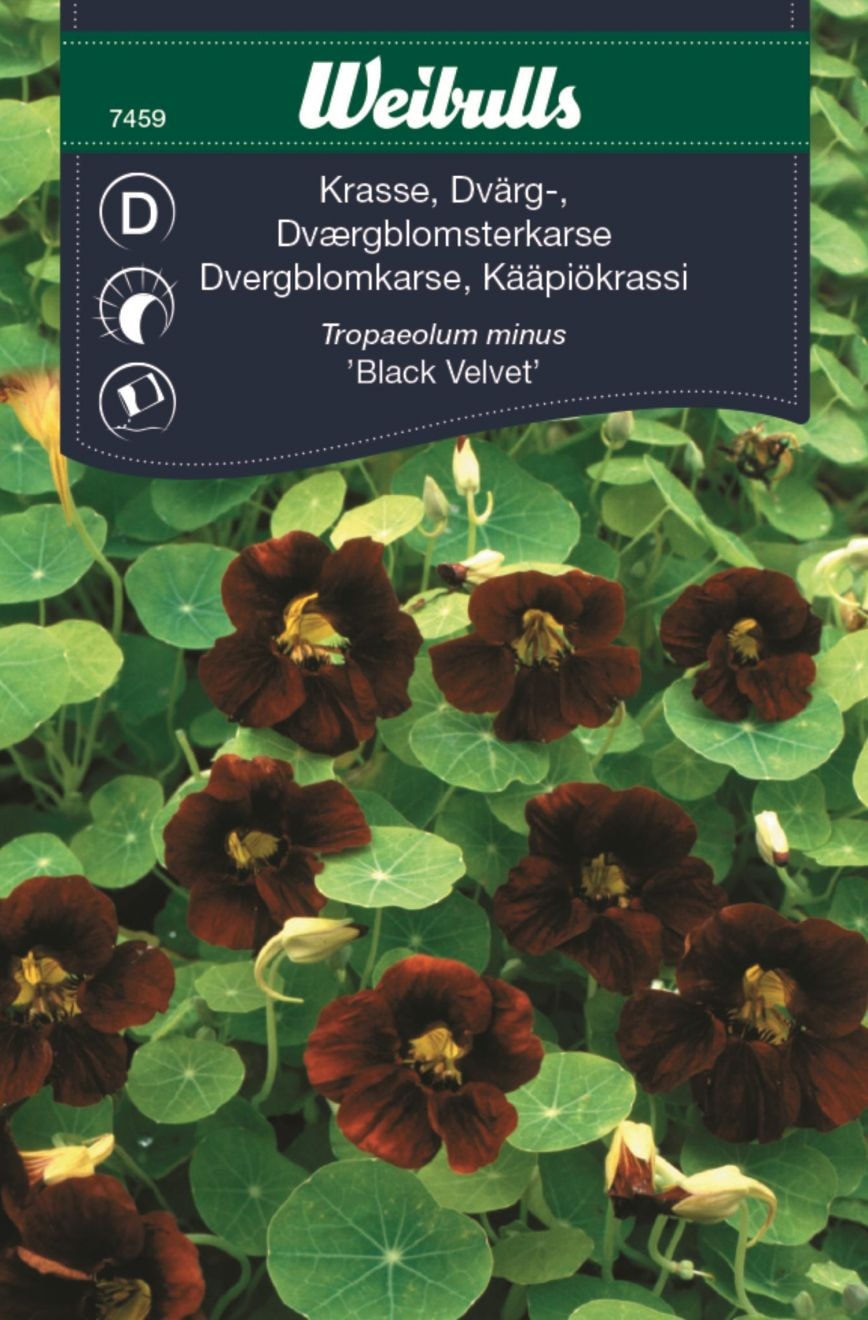 Weibulls Krasse black velvet dvärg