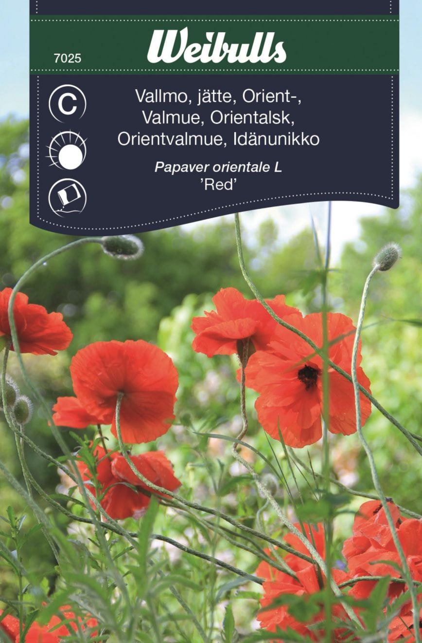 Weibulls Unikko, jättimäinen idänpunainen