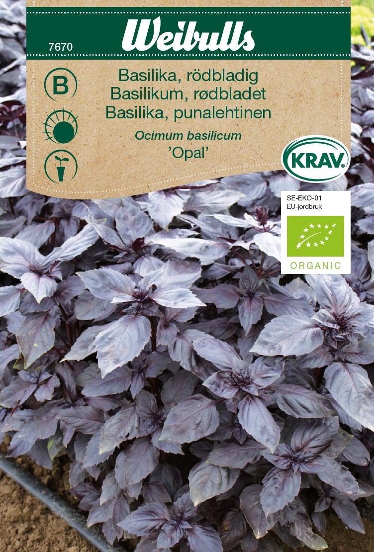 Weibulls Basilika rödbladig