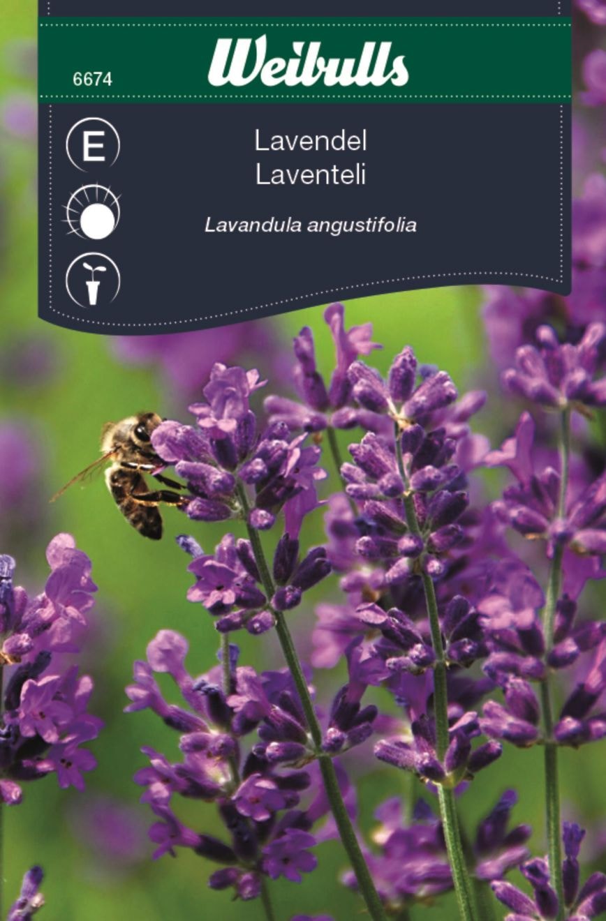Lavendel