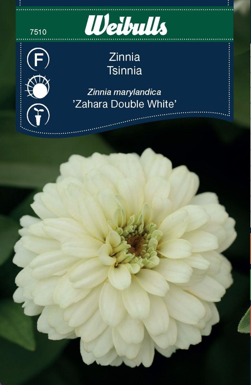 Weibulls Zinnia Zahara DoubleWhite