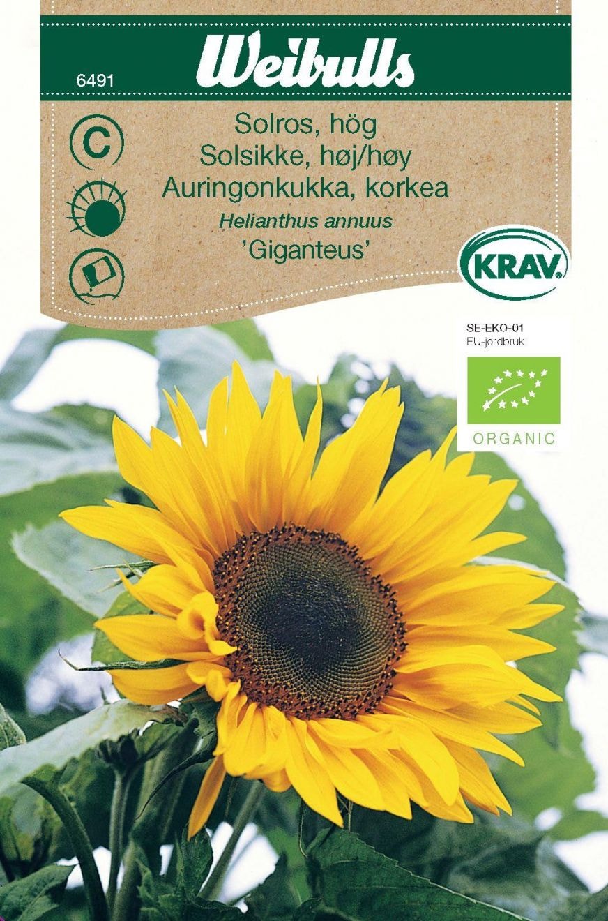 Auringonkukka Giganteus Krav