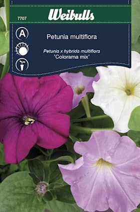 Weibulls Petunia Colorama mix Frö