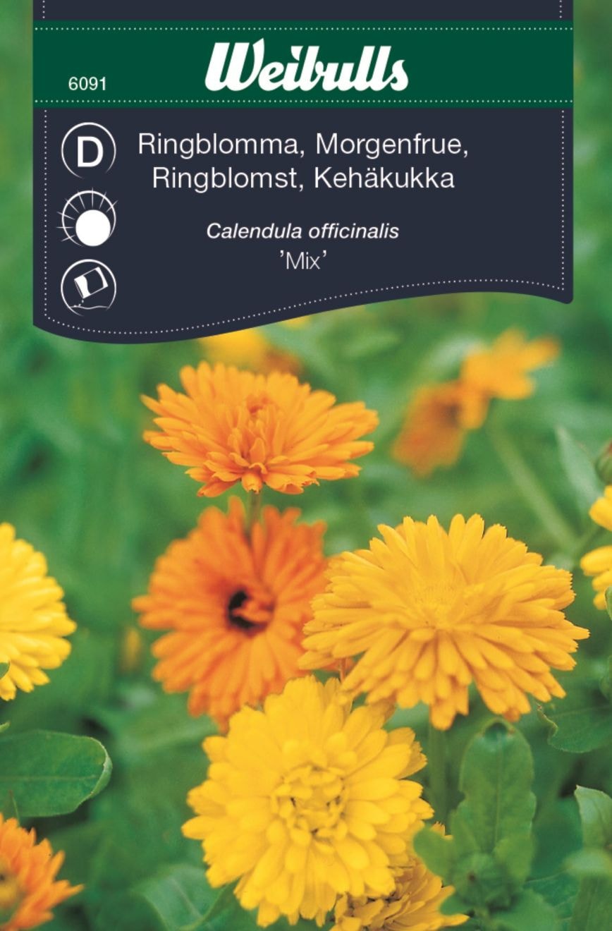 Weibulls Ringblomma bland