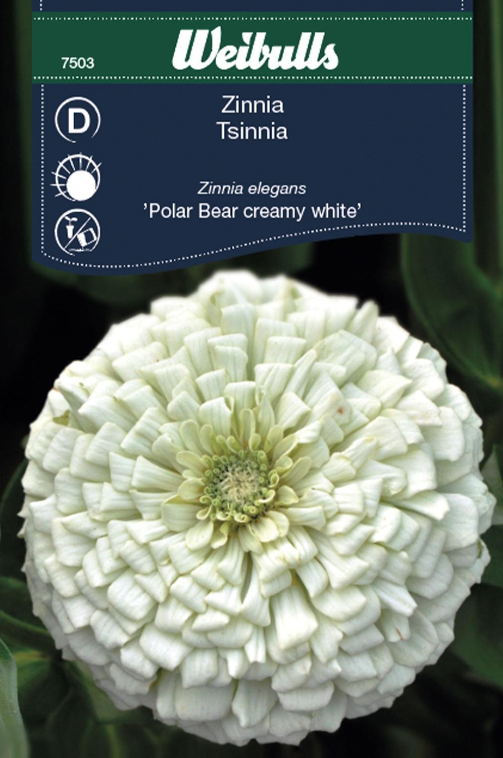 Weibulls Zinnia Polar Bear creamy white