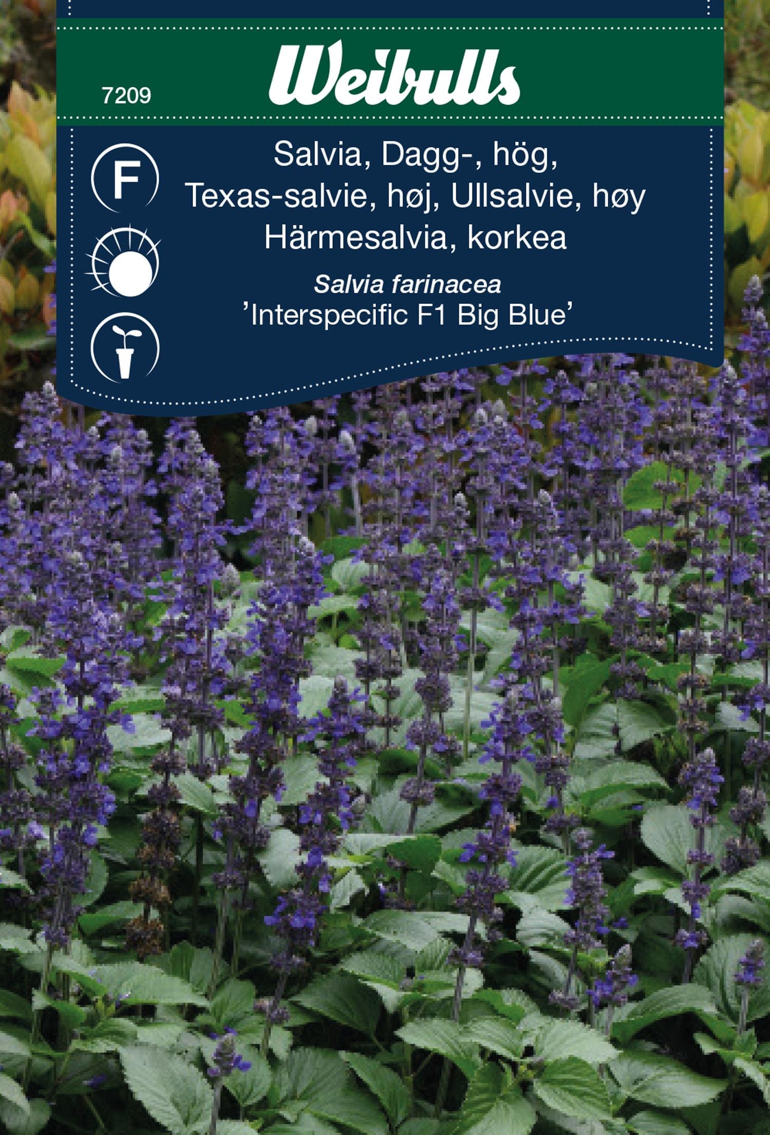 Weibulls Salvia, Dagg-, hög