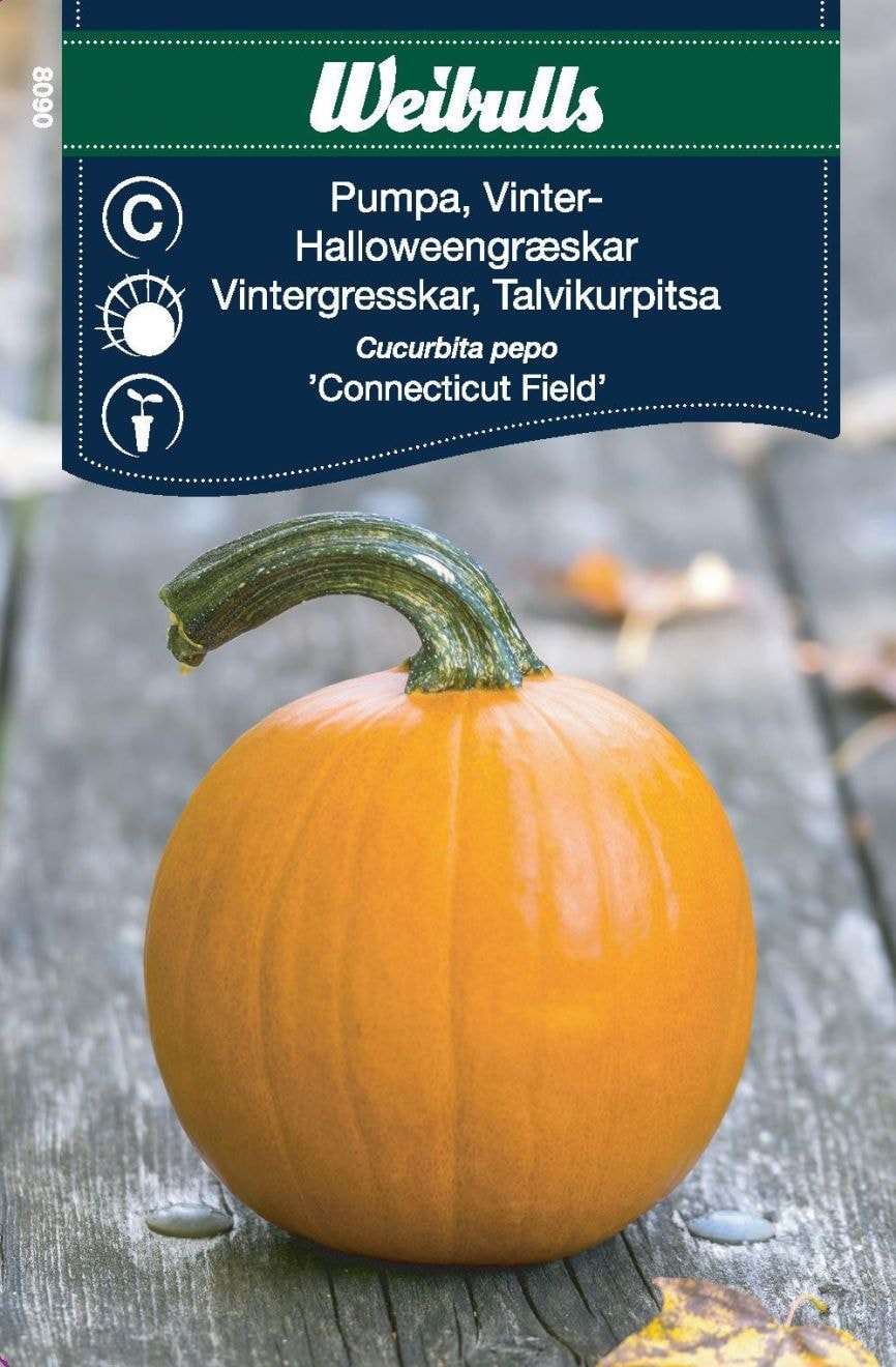 Weibulls Pumpa Halloween