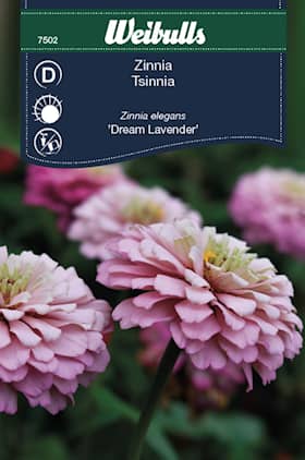 Weibulls Zinnia Dream Lavender Frö