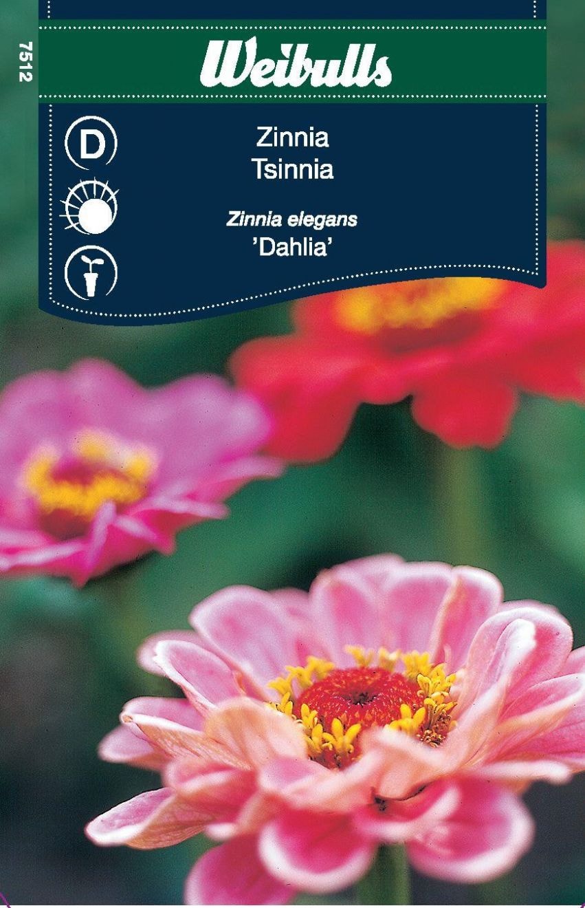 Zinnia Dahliablom