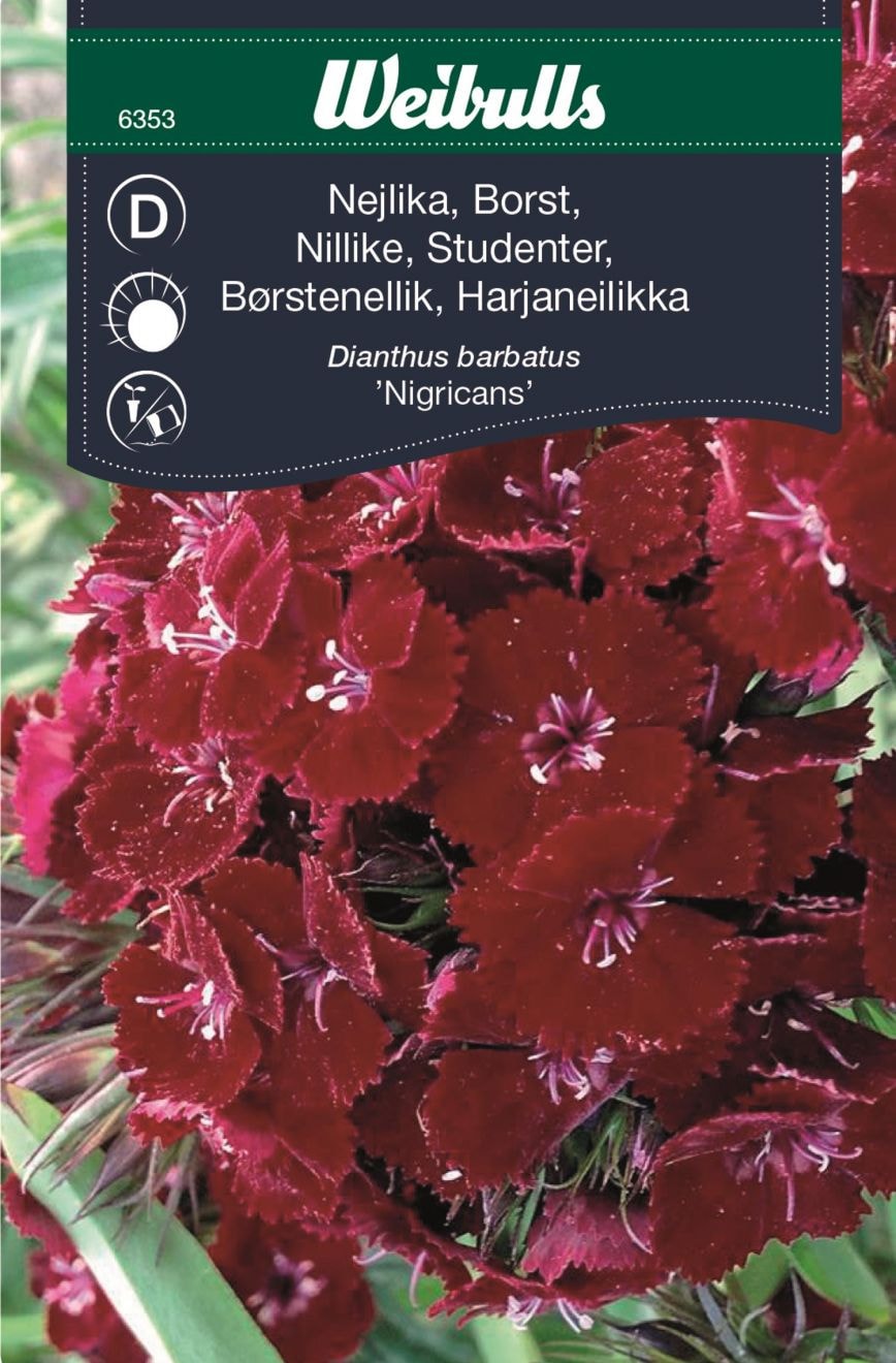 Weibulls Neilikka 'Nigricans'