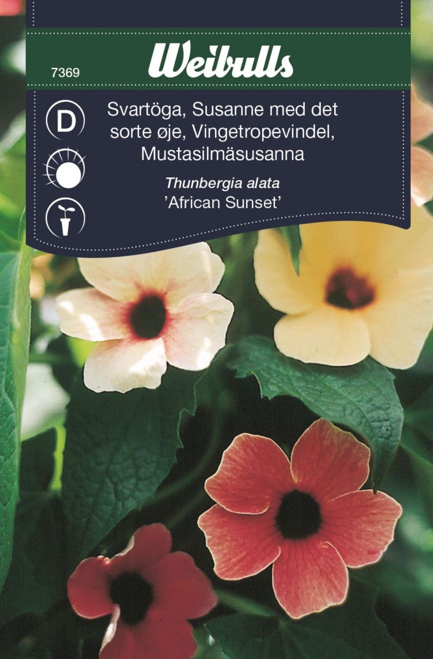 Svartöga African Sunset