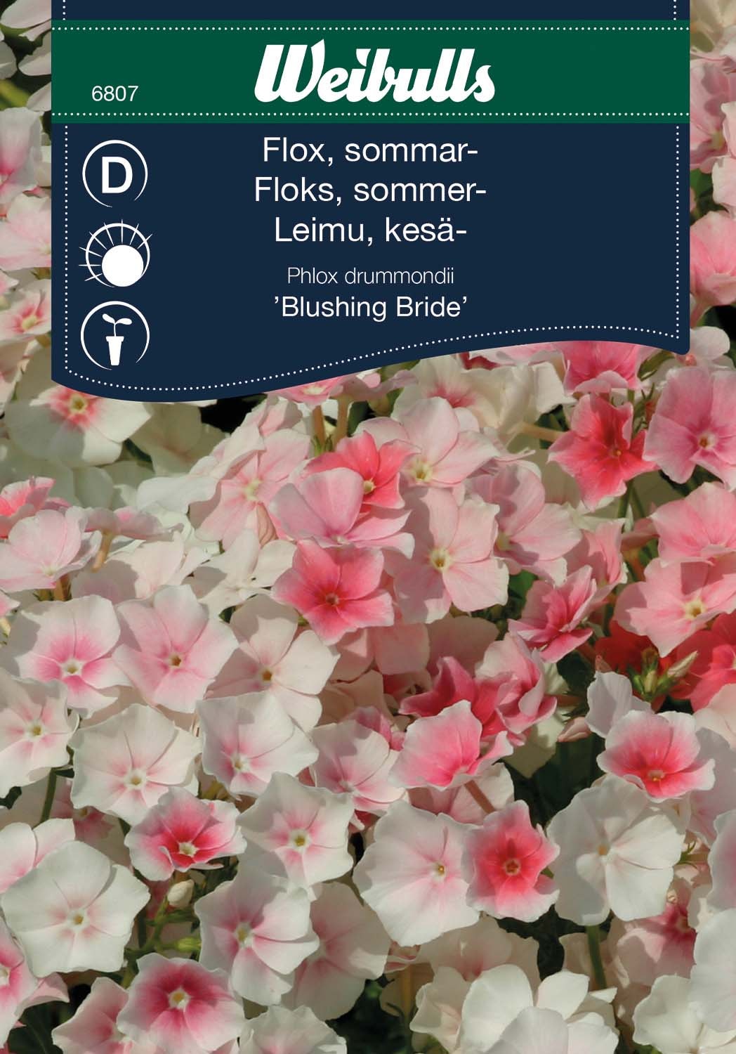 Weibulls Flox Blushing bride