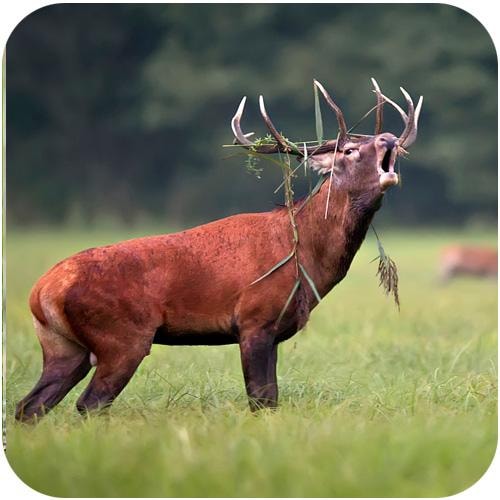 Viltmästarens Klövvilt 5kg