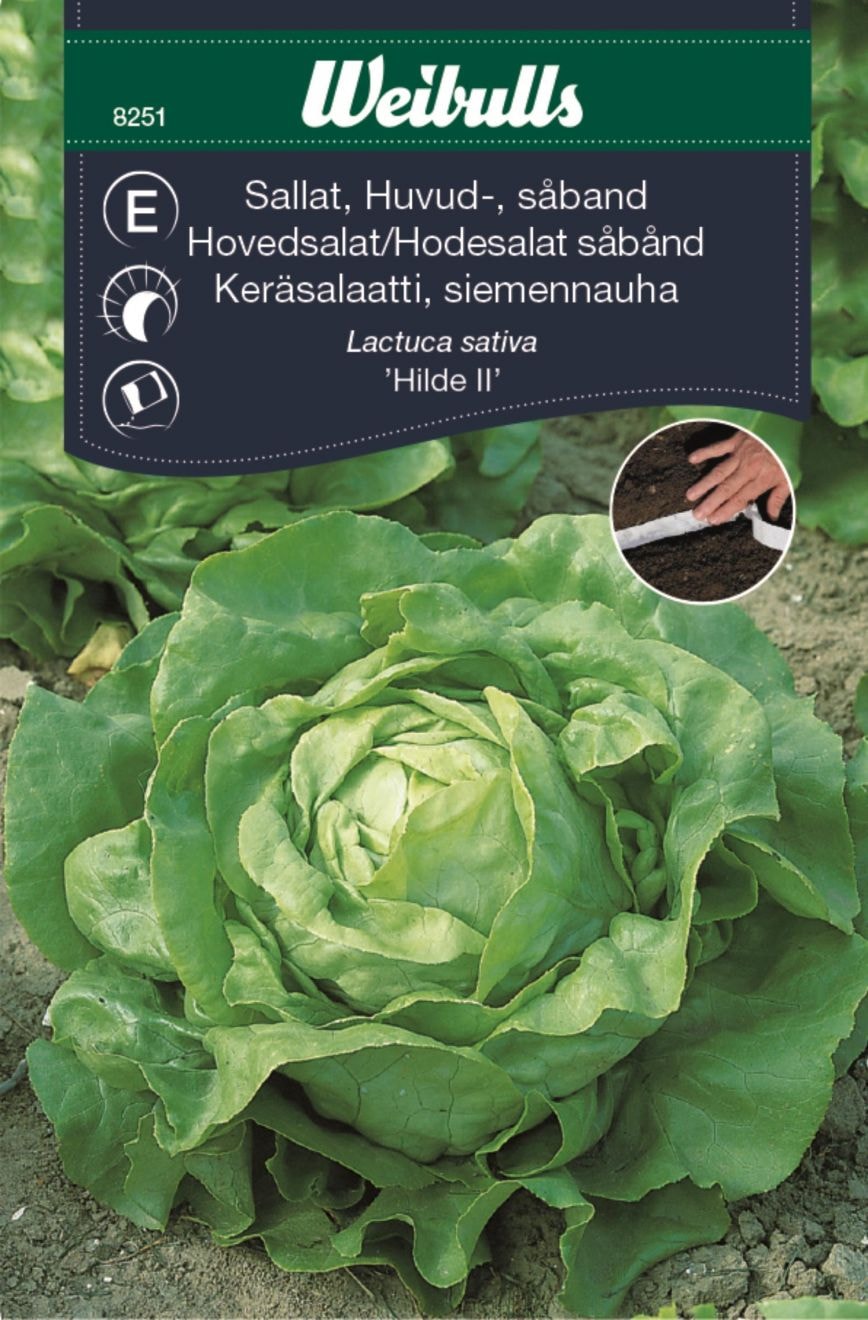 Weibulls Sallat, huvud såband