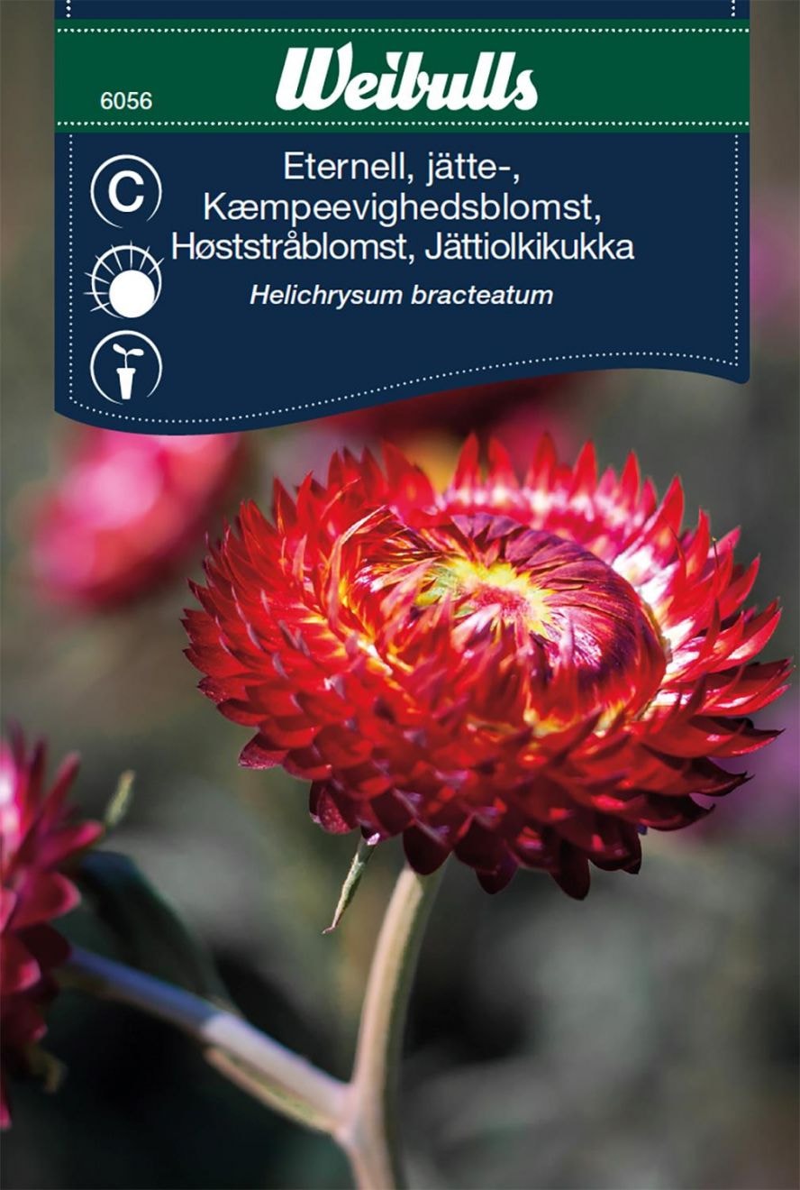 Weibulls Eternell jätte- Scarlet