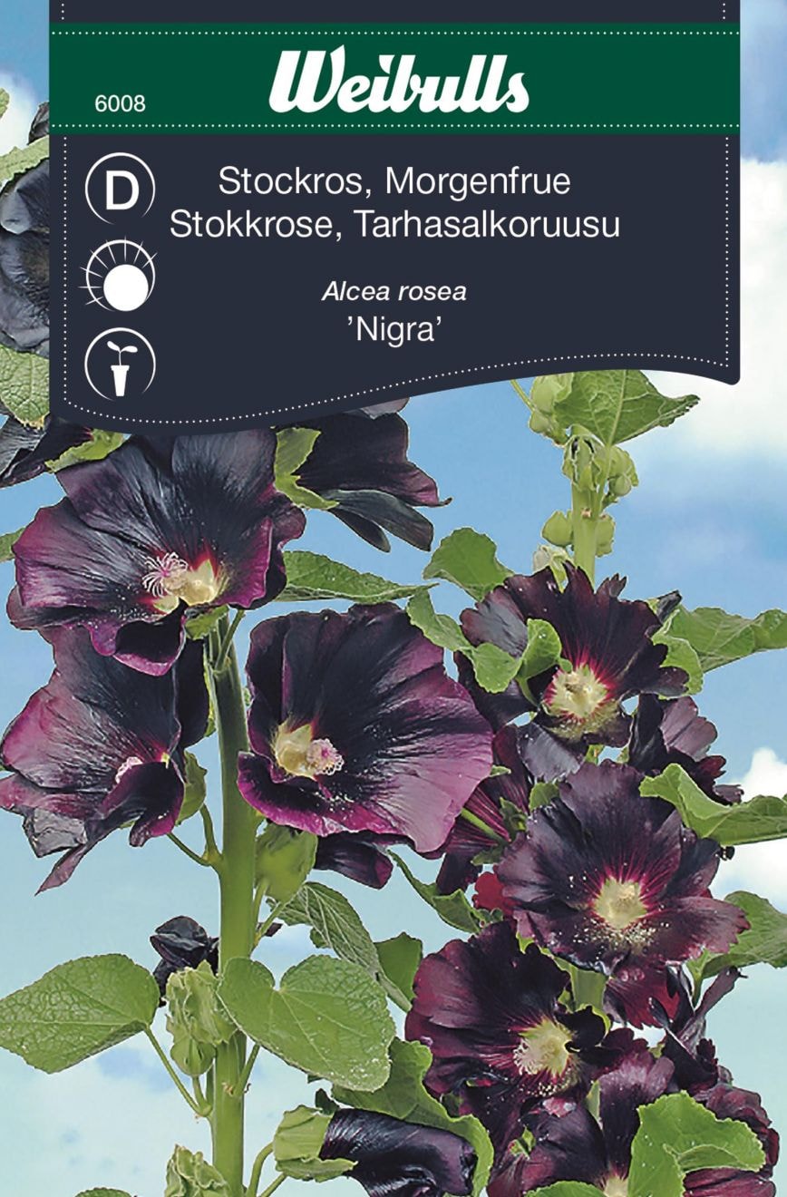 Weibulls Tarhasalkoruusu "Nigra"