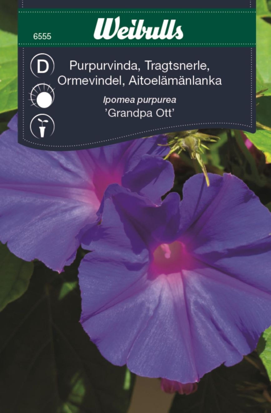 Weibulls Vinda, purpur
