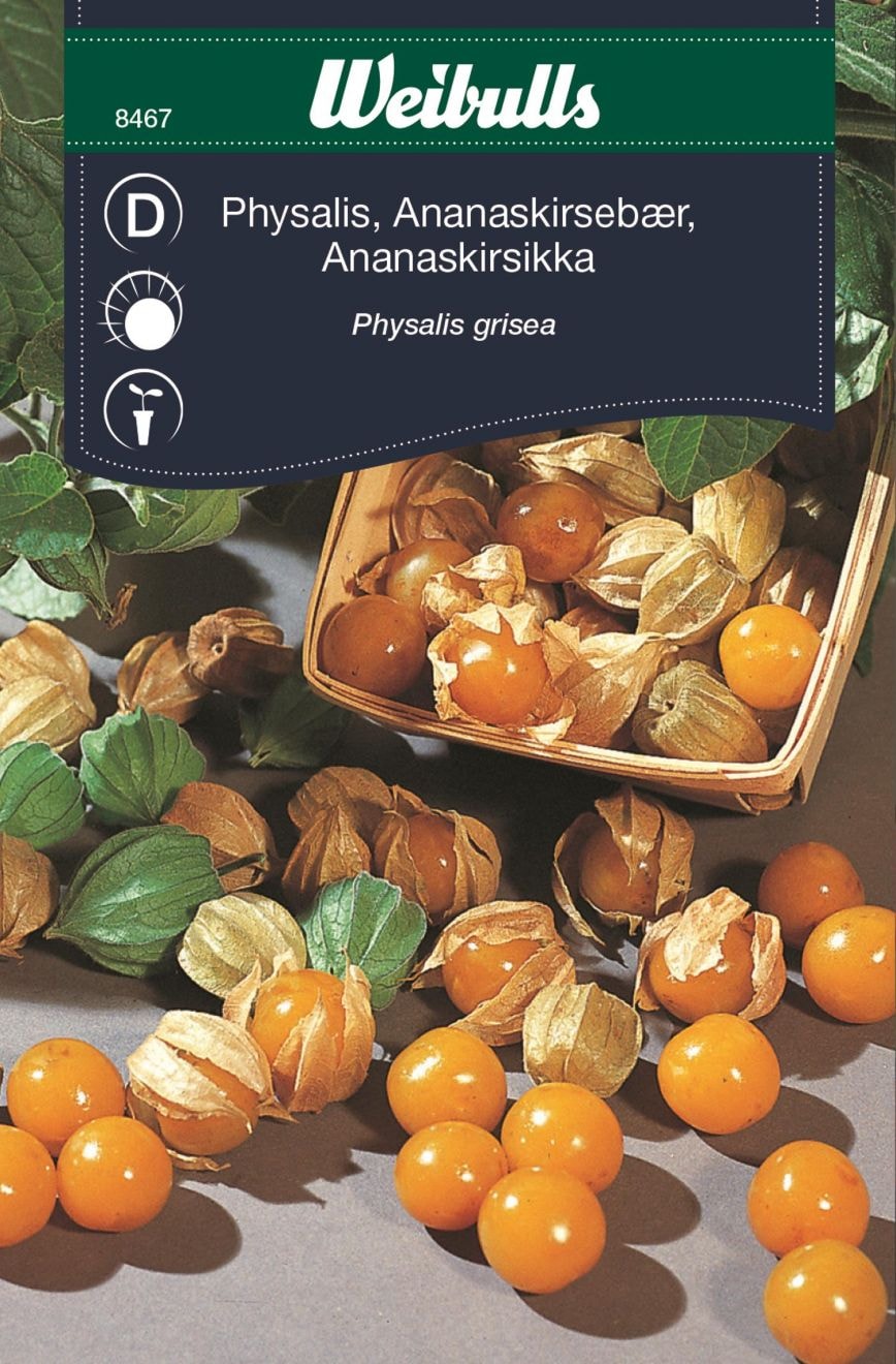 Weibulls Physalis gyllenbär