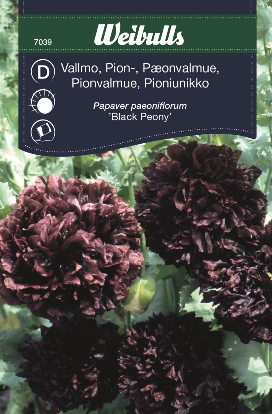 Weibulls Vallmo, pion black peony