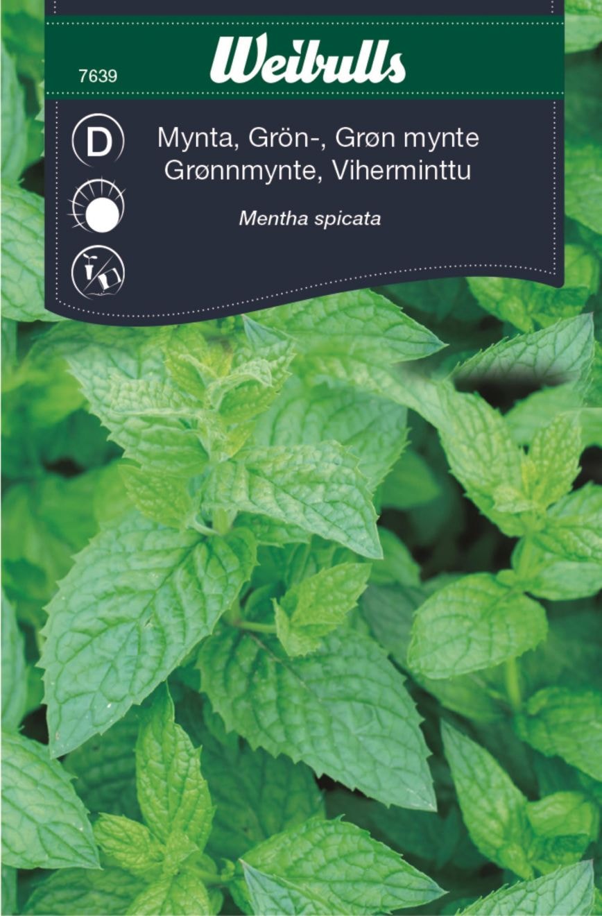 Mynta, Grönmynta Frö