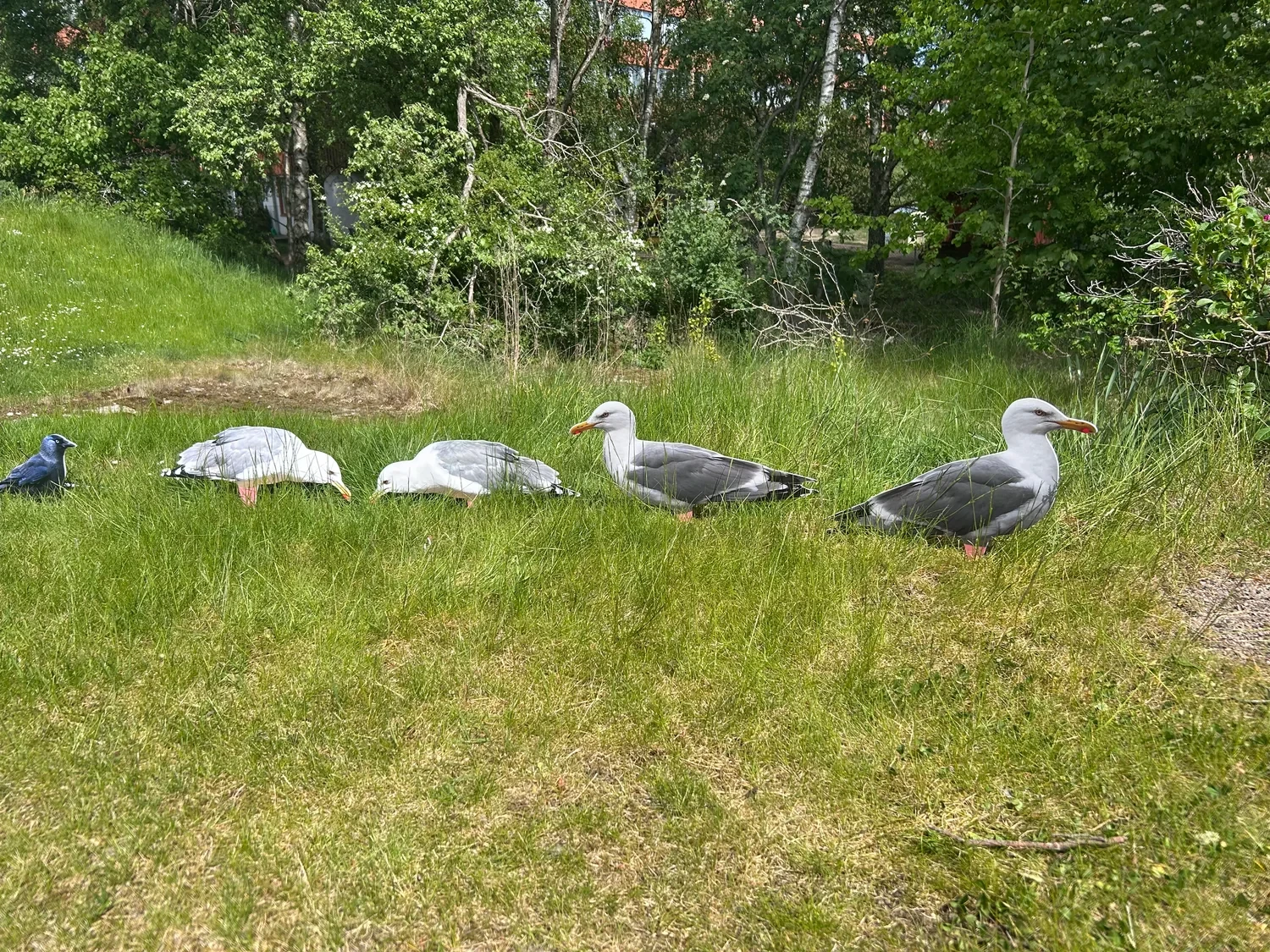 mås_bulvan.webp