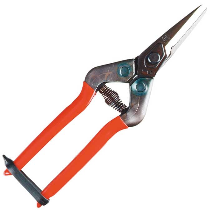 Silky Chikamasa kukkasakset, hammastettu yläterä