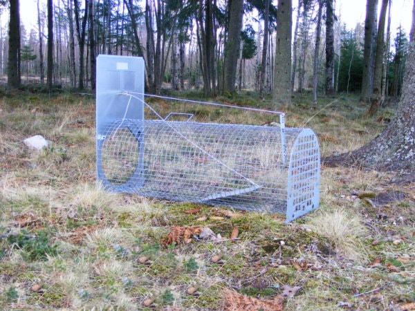 Lotin Mäyräloukku (osissa)