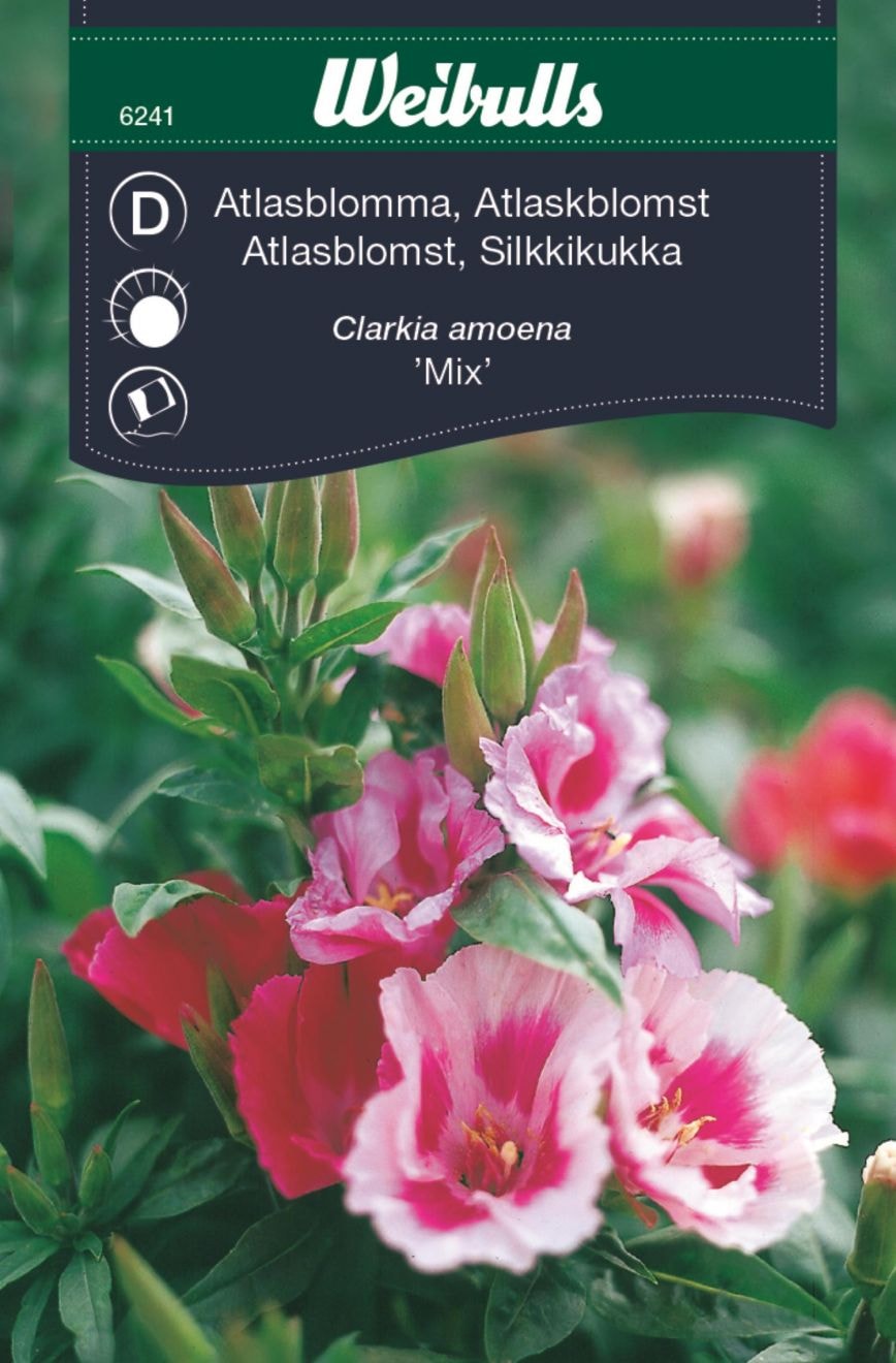 Weibulls Silkkikukka Mix