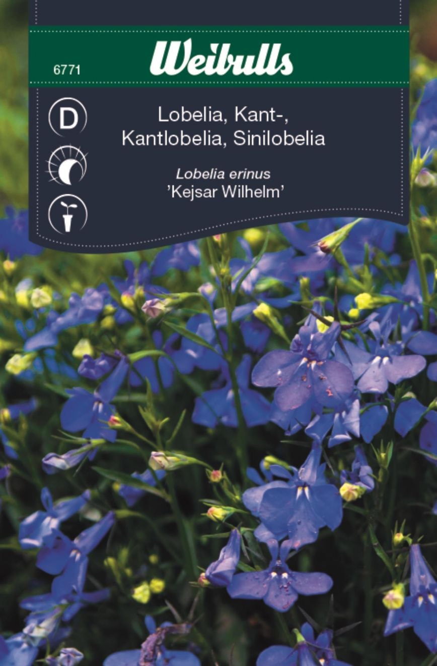 Weibulls Lobelia sininen reuna