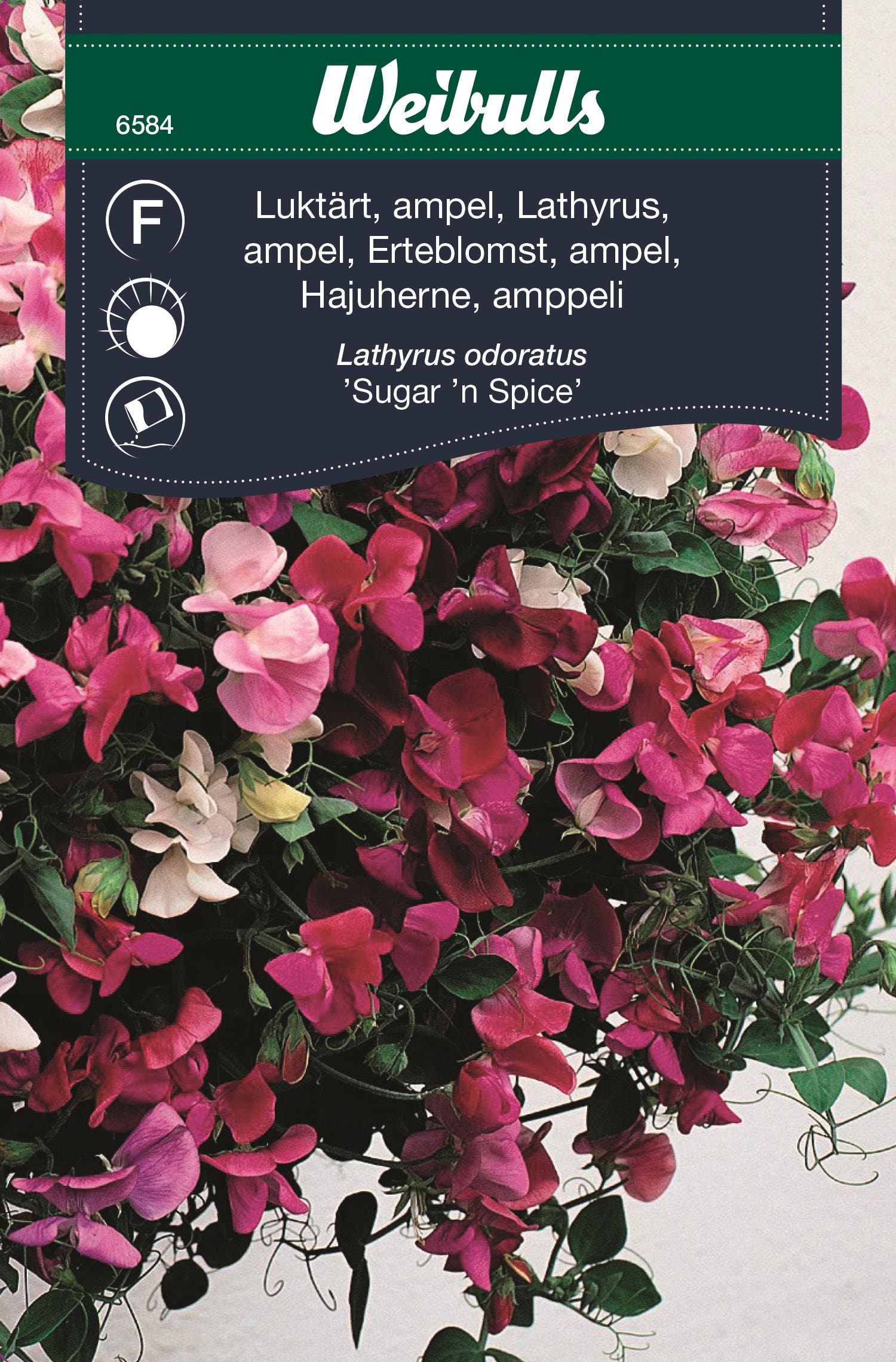 Weibulls Luktärt, ampel