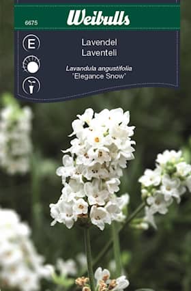 Weibulls Lavendel, vit Frö
