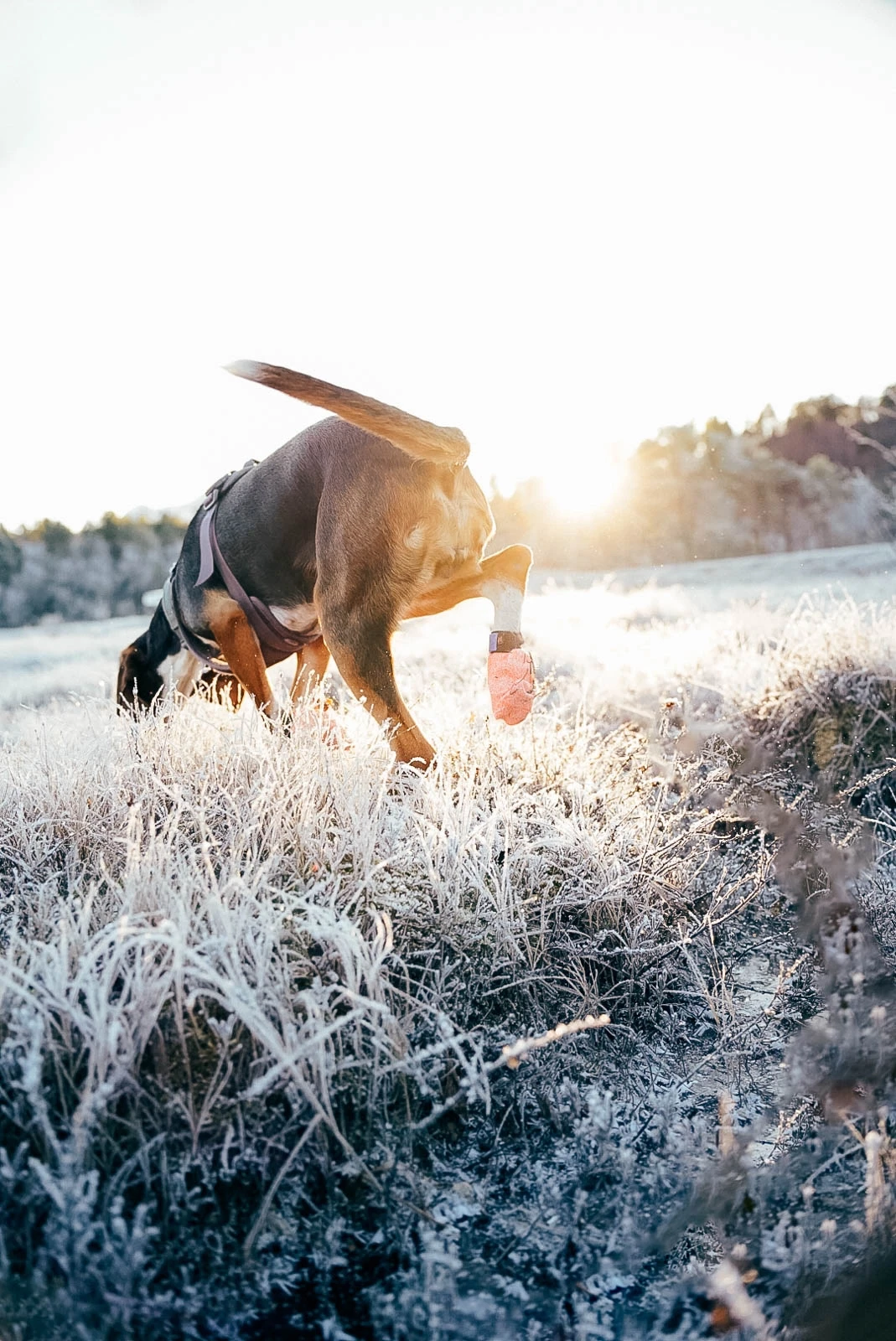 protector_light_socks_setting_1[1].webp