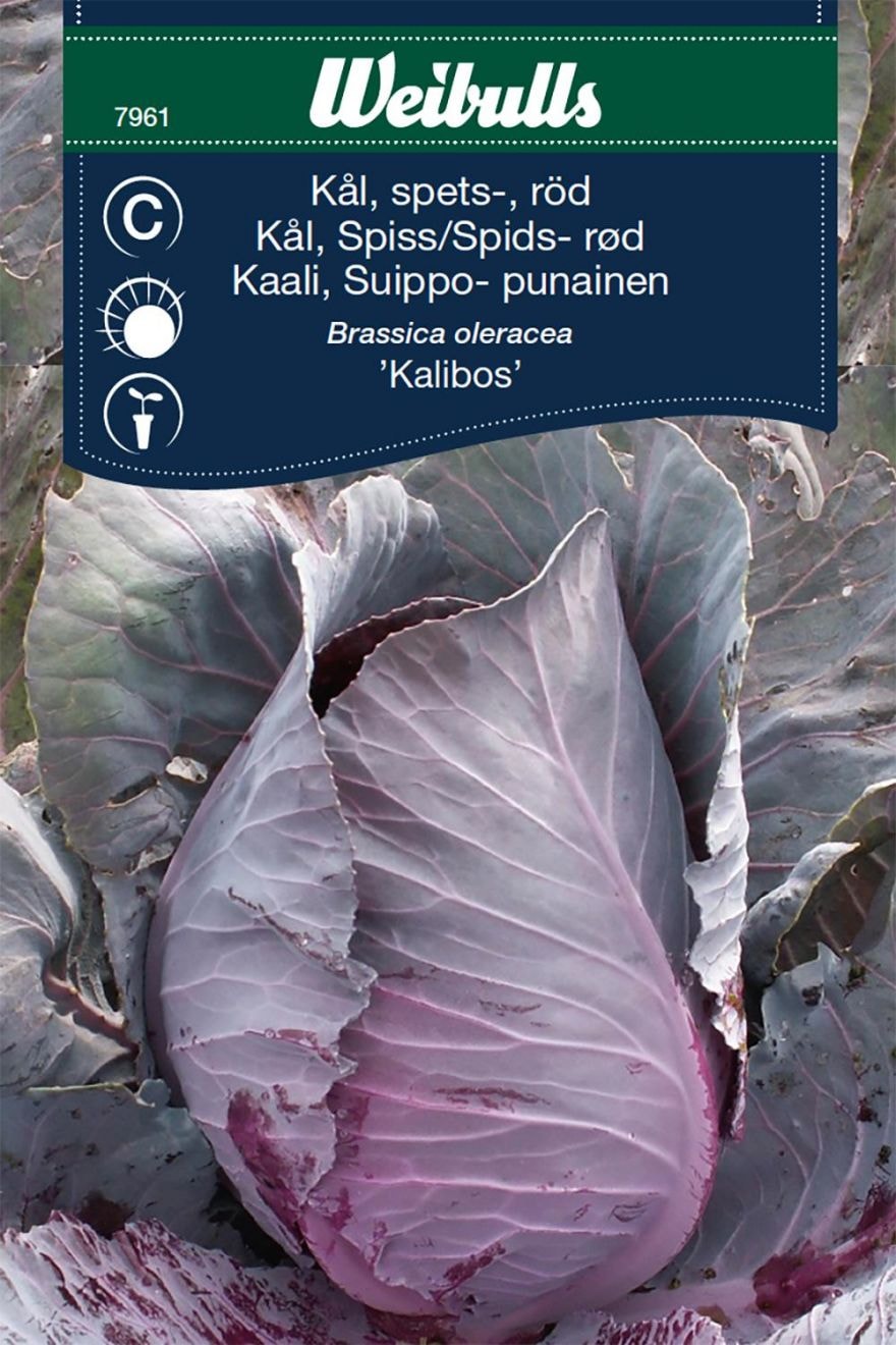 Weibulls Kål, Spets- röd