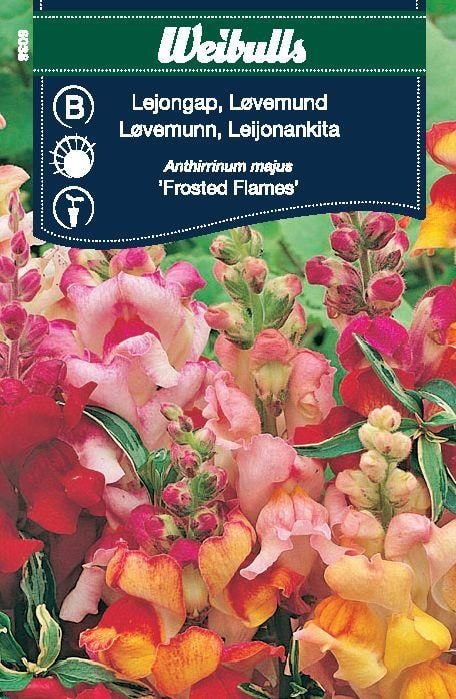 Weibulls Leijonankita "Frosted Flames"