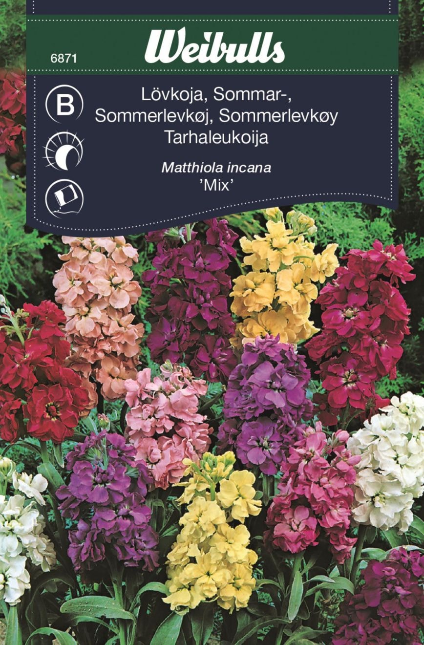 Weibulls Lövkoja bland sommar