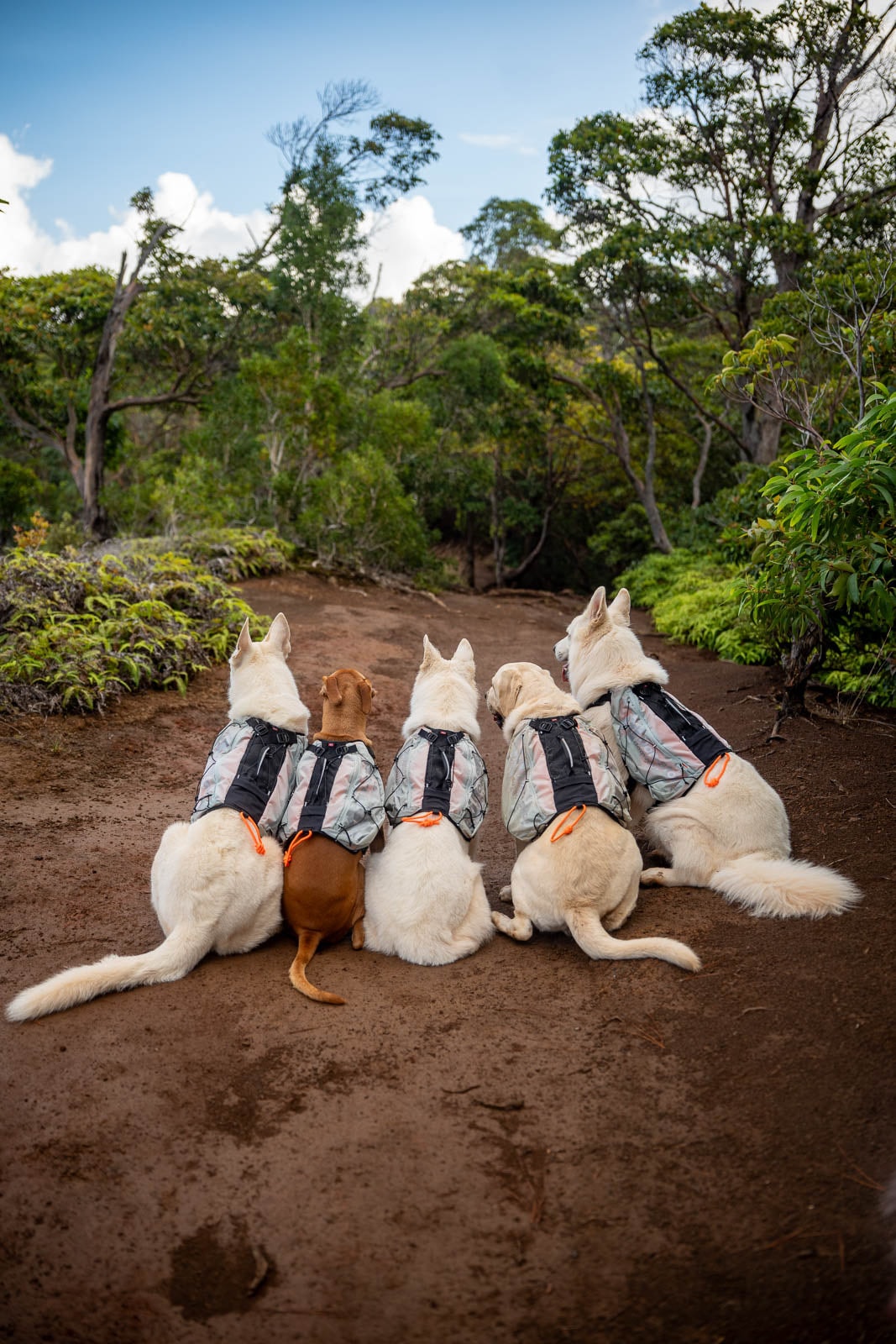 trail_light_dog_backpack_setting_1[1].jpg
