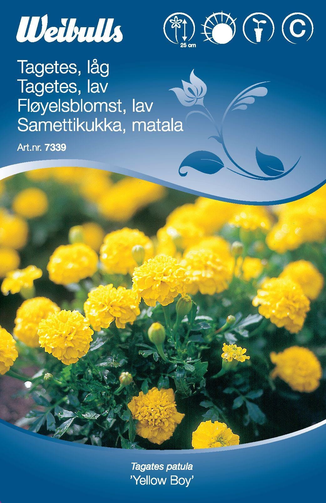 Weibulls Tagetes Låg Yellow Boy