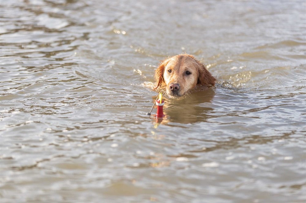PRO_DOG_33456-1[1].jpg