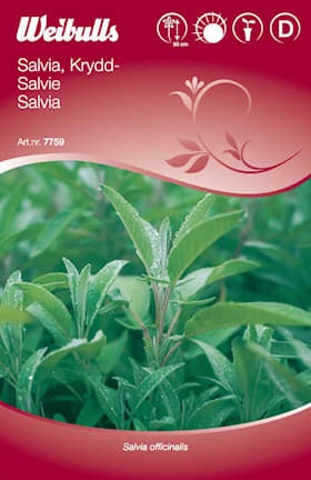 Salvia, Krydd-