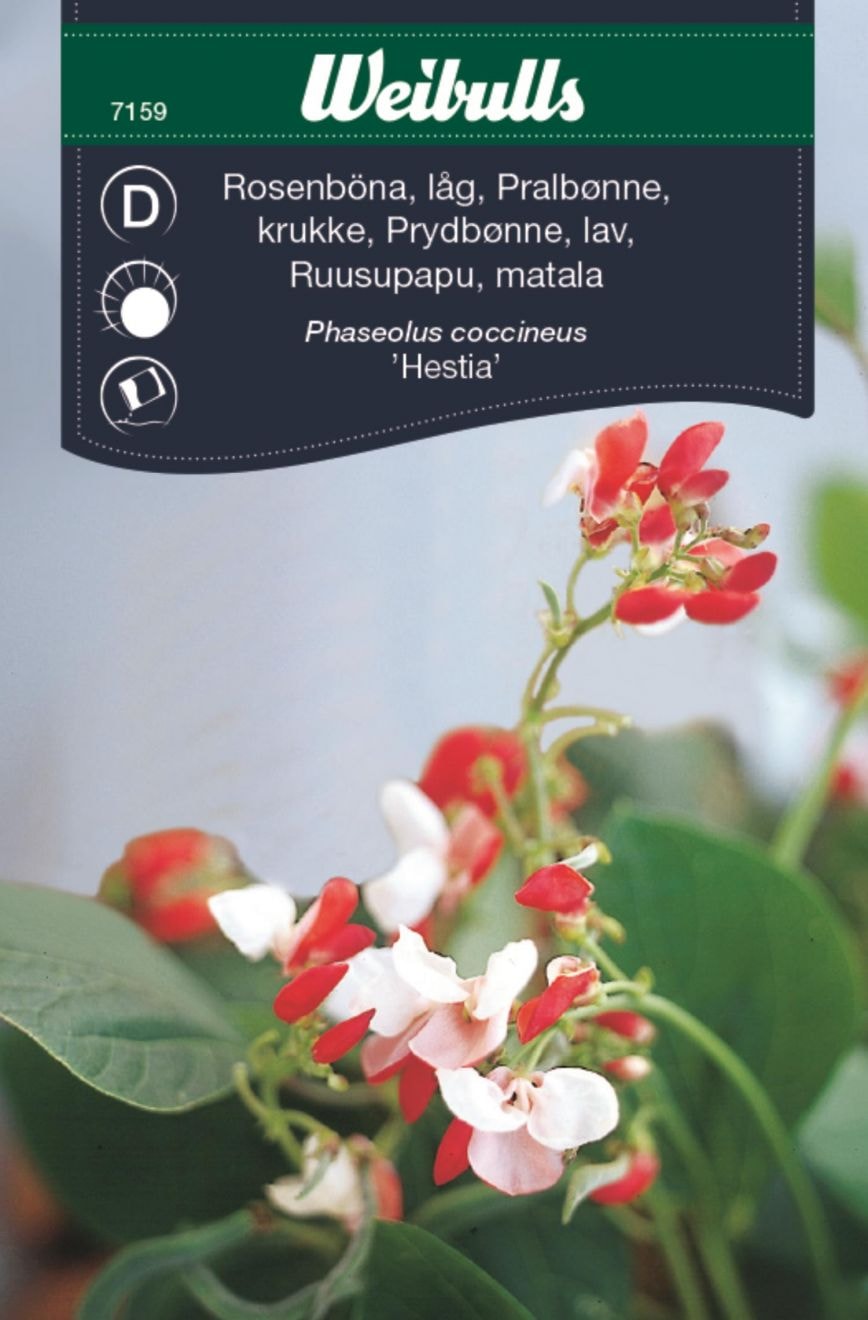 Weibulls Ruusupapu hestia