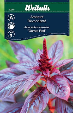 Amarant "Garnet Red" Revonhäntä siemenet